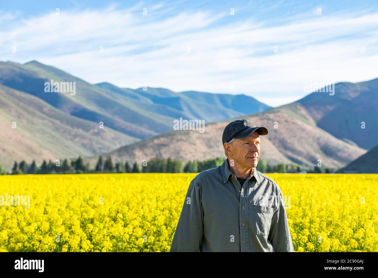 USA, Farmer standing in mustard field Stock Photo