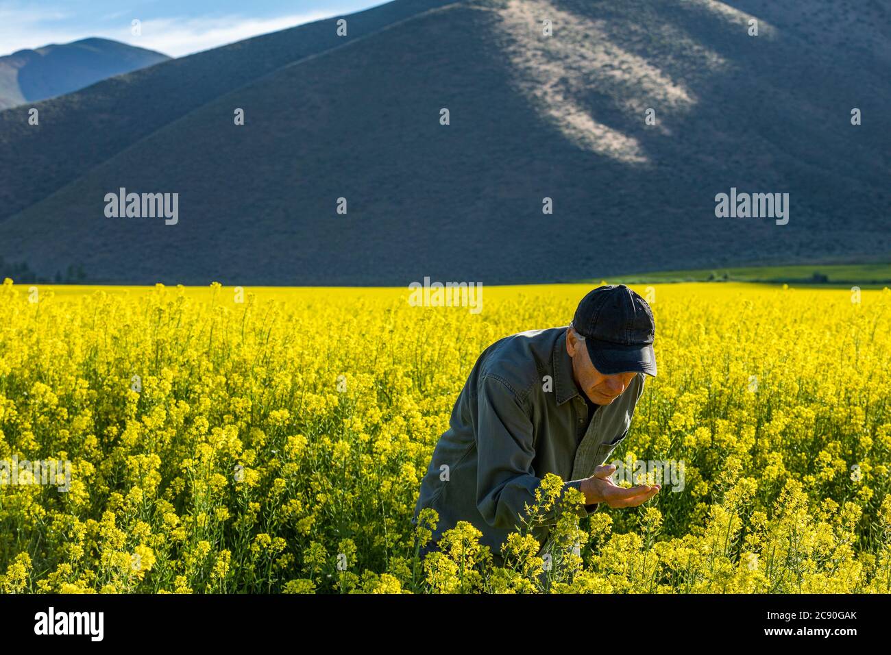 USA, Farmer examining mustard crop Stock Photo