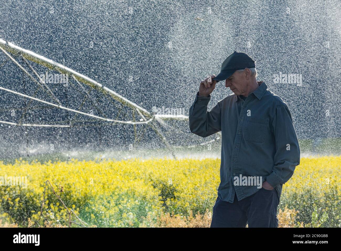 USA, Idaho, Sun Valley, Farmer standing in mustard field during irrigation Stock Photo