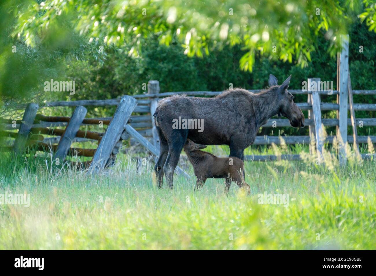 USA, Idaho, Sun Valley, Female moose feeding young Stock Photo