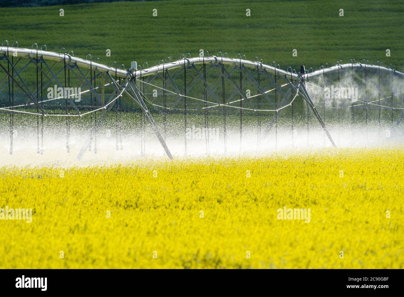 USA, Idaho, Sun Valley, Irrigation equipment in mustard field Stock