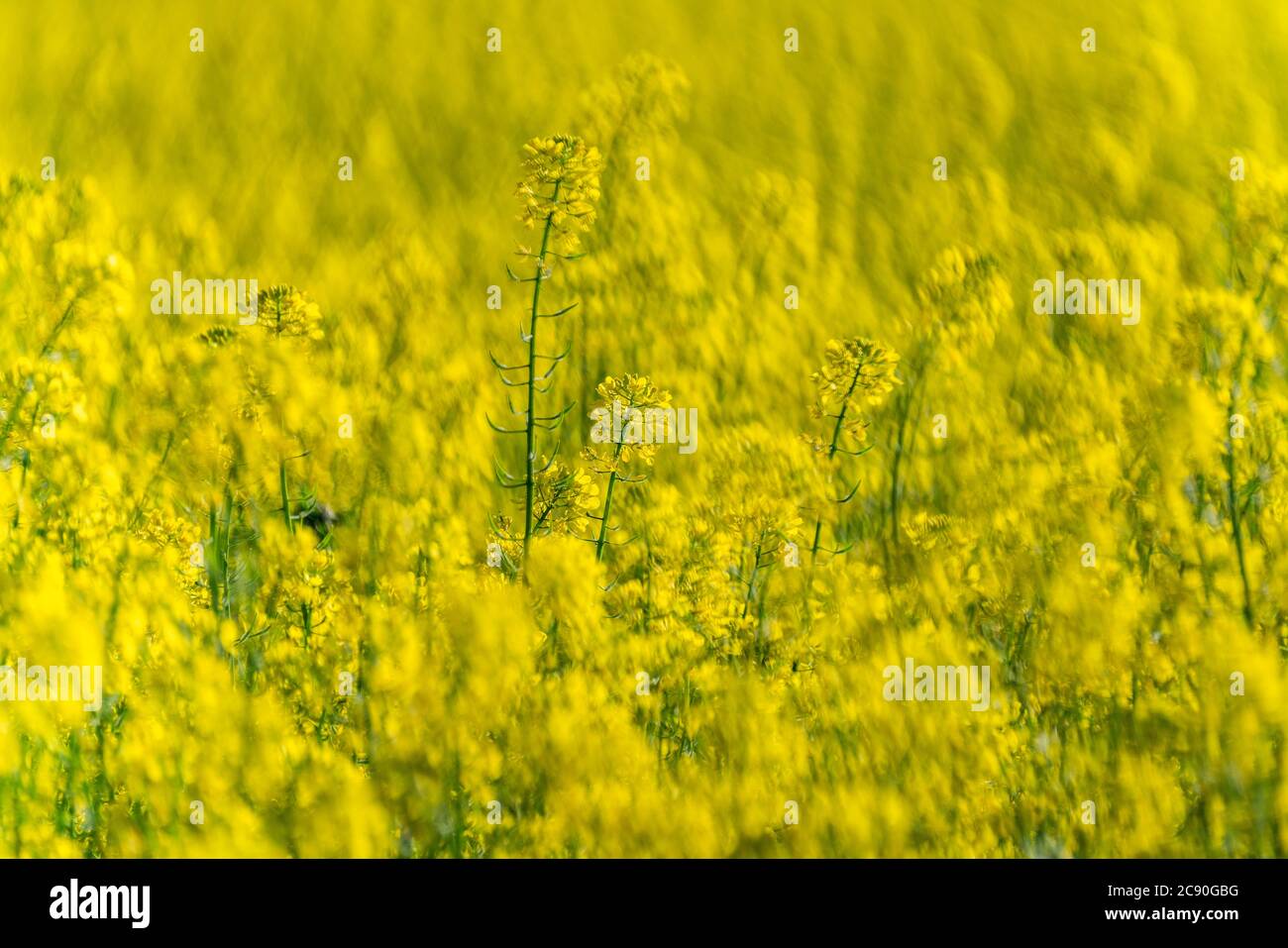 USA, Idaho, Sun Valley, Close-up of mustard crop Stock Photo