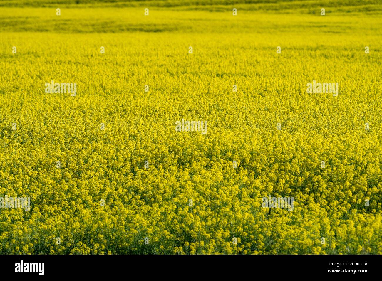 Mustard yellow field hires stock photography and images Alamy