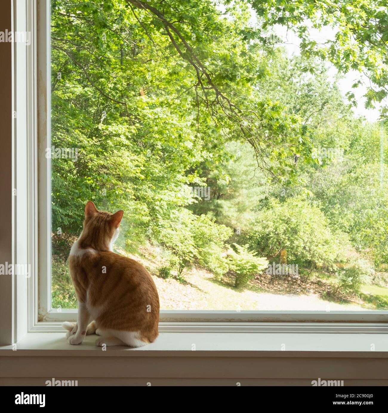 House cat looking out window Stock Photo Alamy