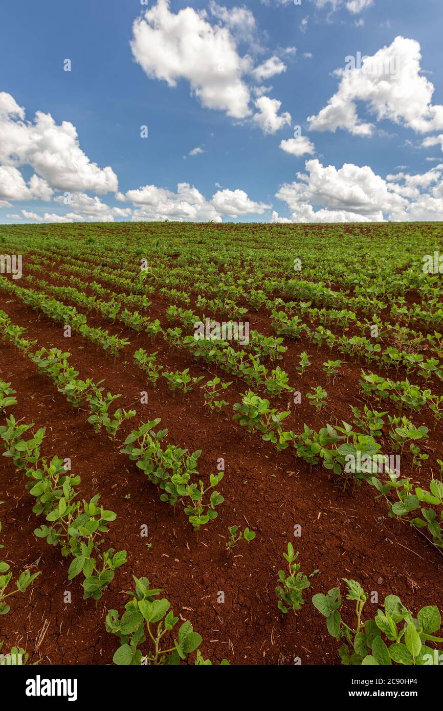 Young soybean plant on spring hi-res stock photography and images - Alamy