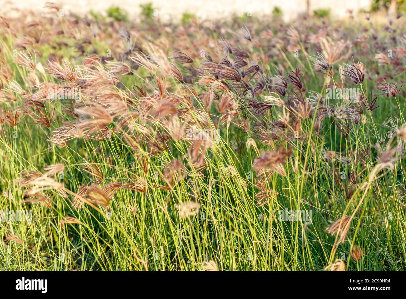 Chloris gayana or Rhodes grass growing on the field. Rural landscape. Bali Island, Indonesia. Natural background. Stock Photo