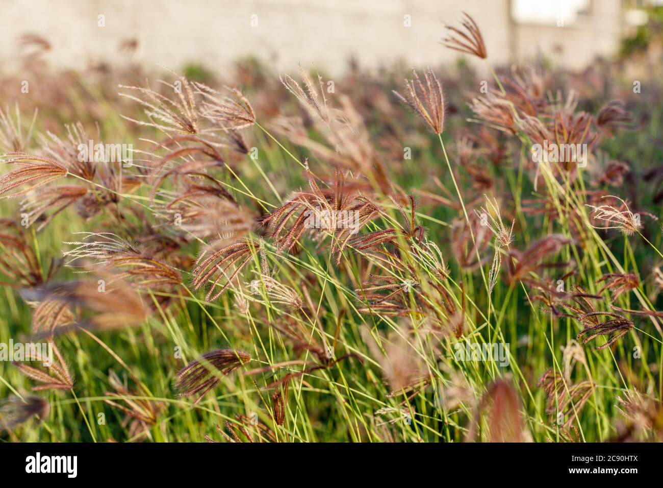Chloris gayana or Rhodes grass growing on the field. Rural landscape. Bali Island, Indonesia. Natural background. Stock Photo