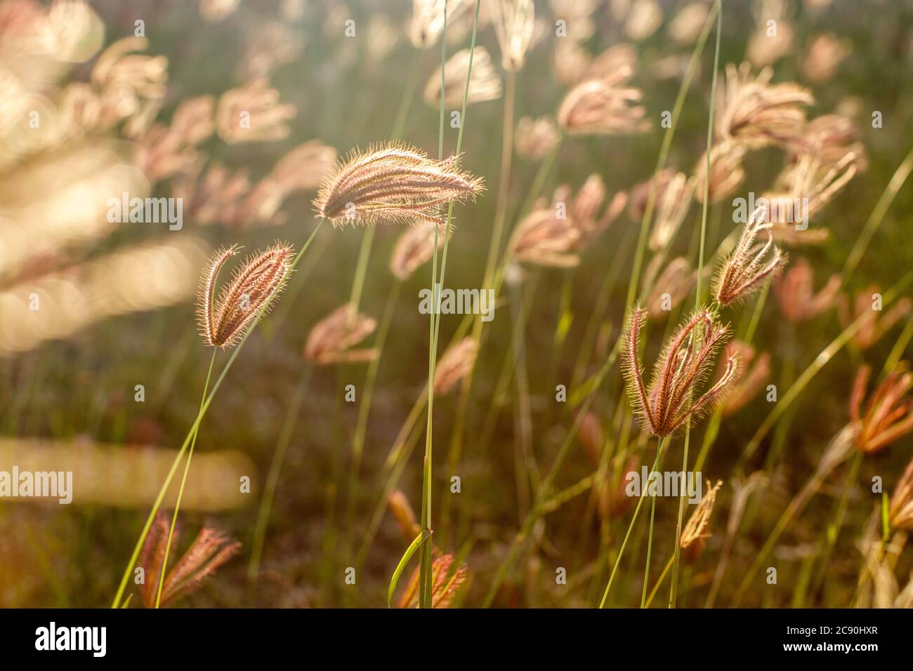 Chloris gayana or Rhodes grass in sunset light. Rural landscape. Bali Island, Indonesia. Natural background. Soft focus. Stock Photo