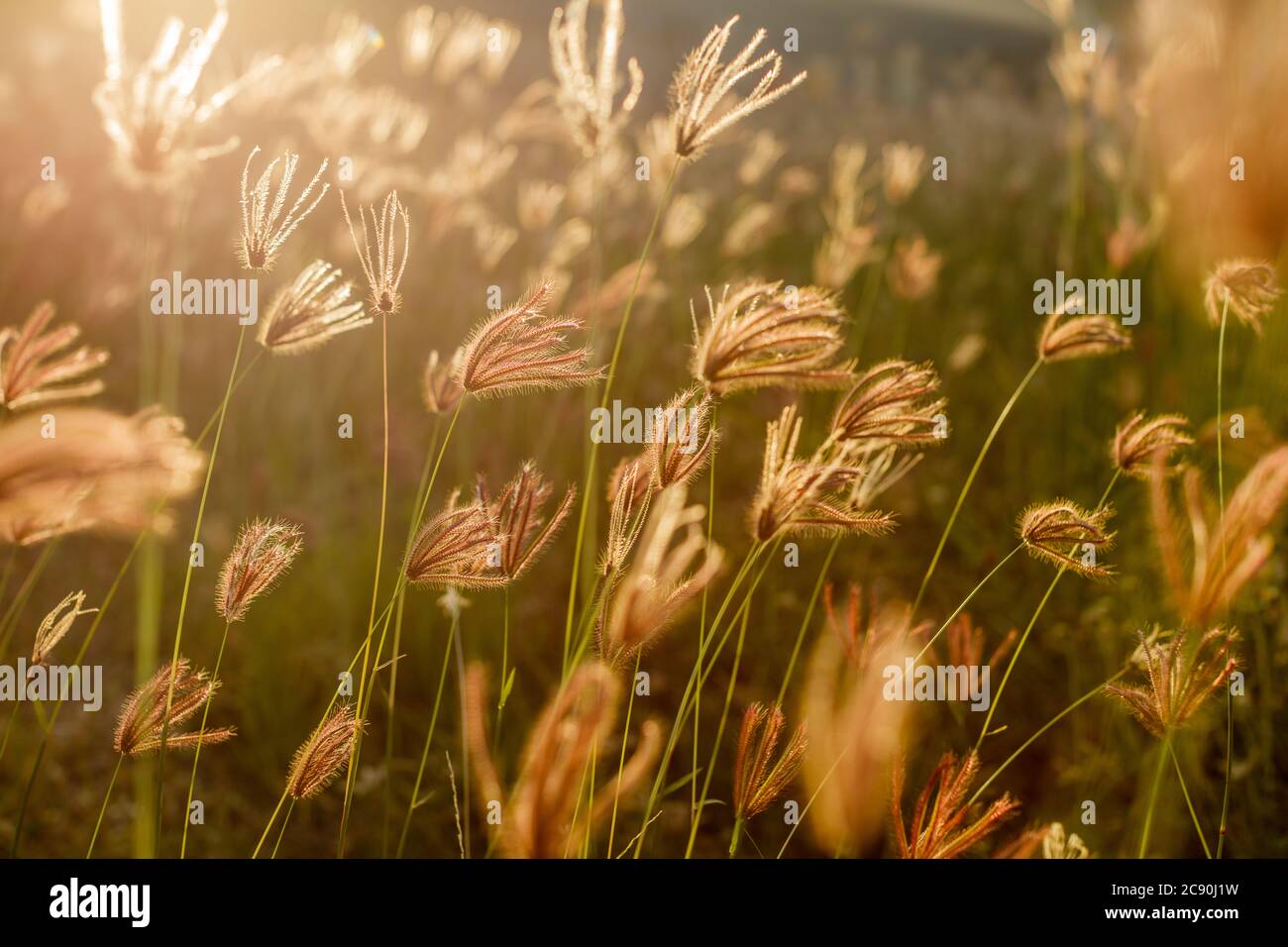 Chloris gayana or Rhodes grass in sunset light. Rural landscape. Bali Island, Indonesia. Natural background. Soft focus. Stock Photo
