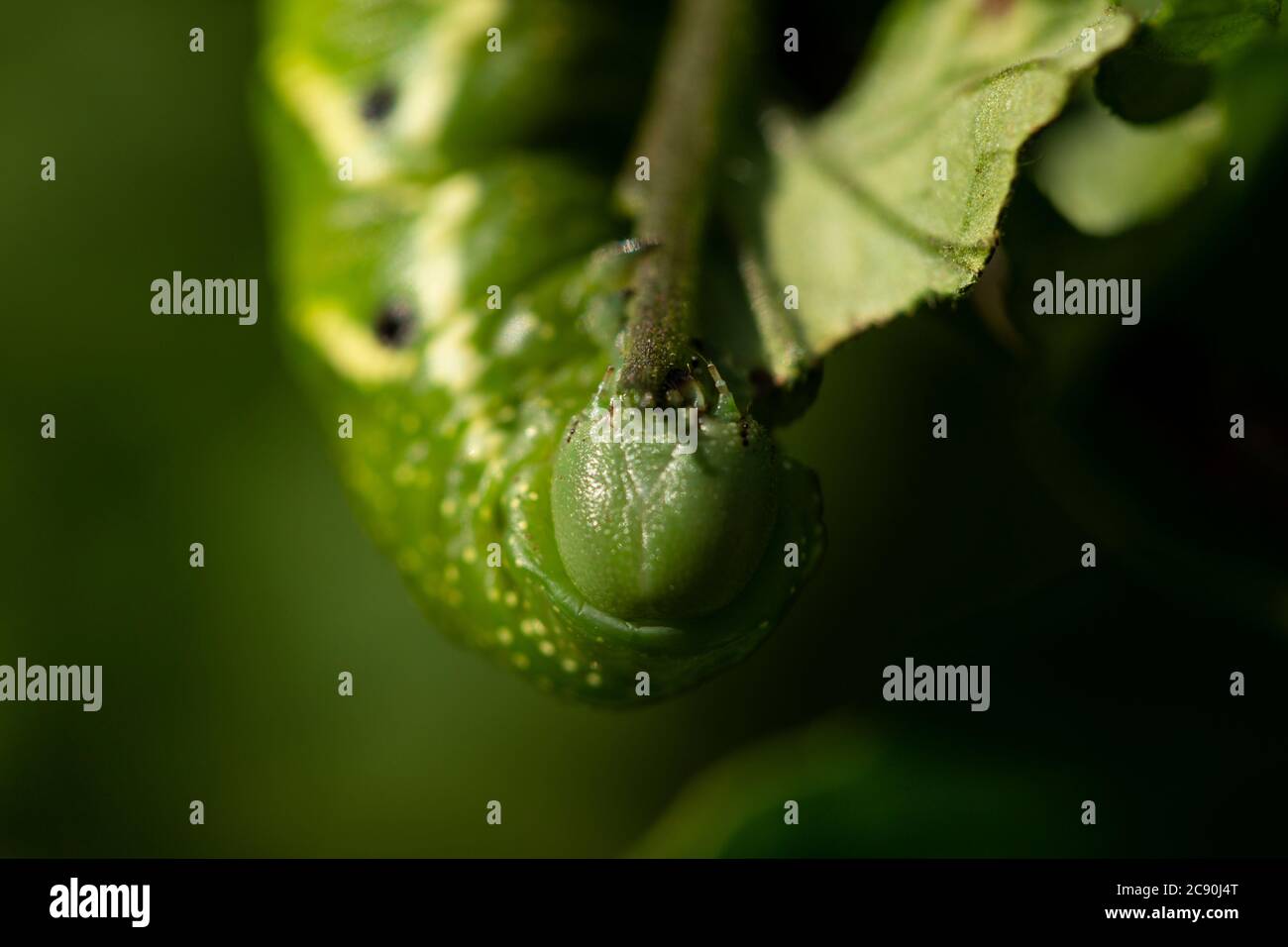 Closeup of the face of a tomato hornworm eating a stem of a tomato plant. Stock Photo