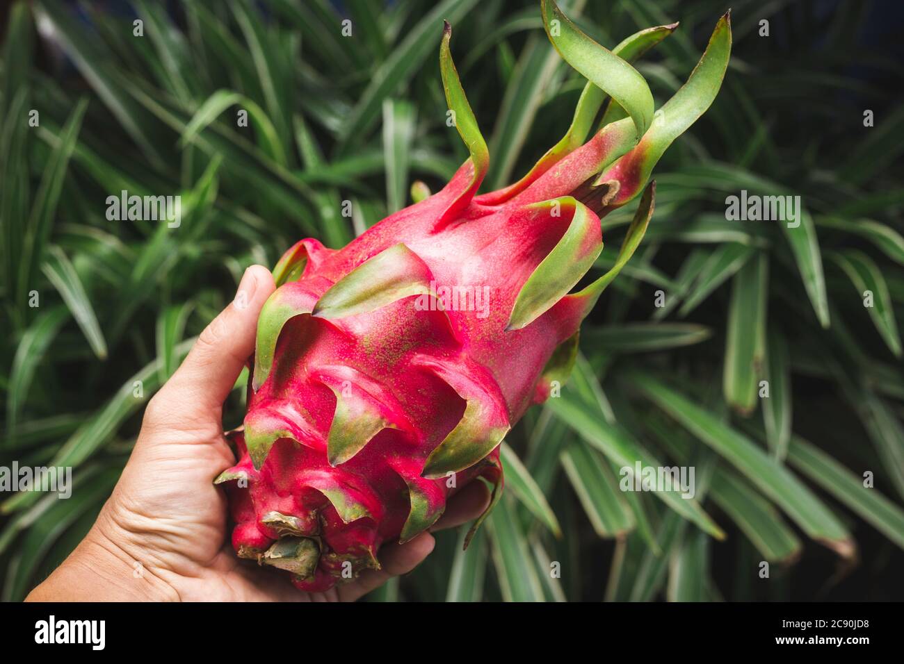 Fresh dragon fruit- Pitaya fruit Stock Photo