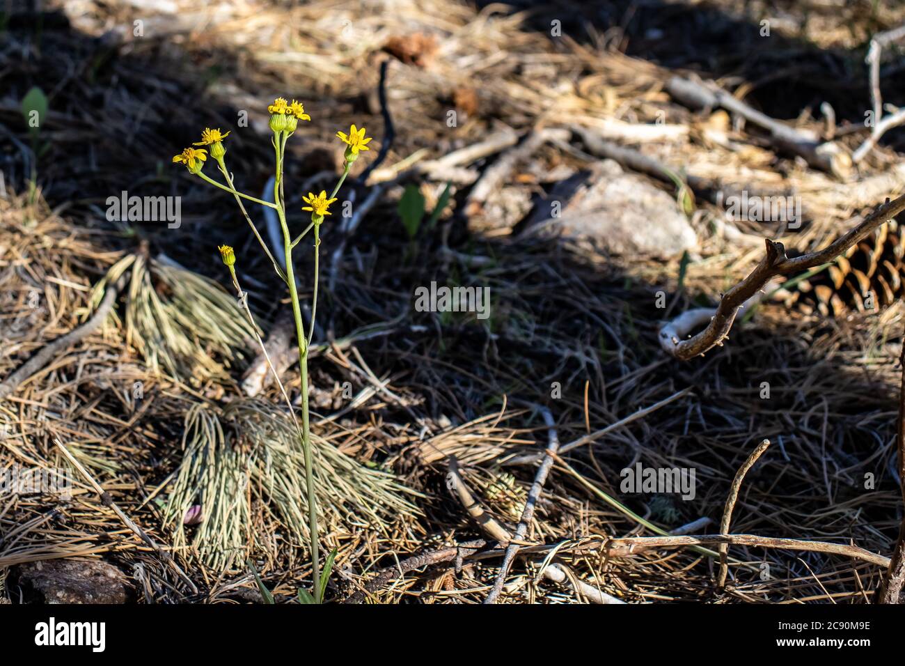 A little yellow flower growing in the sunlight on the forest floor on