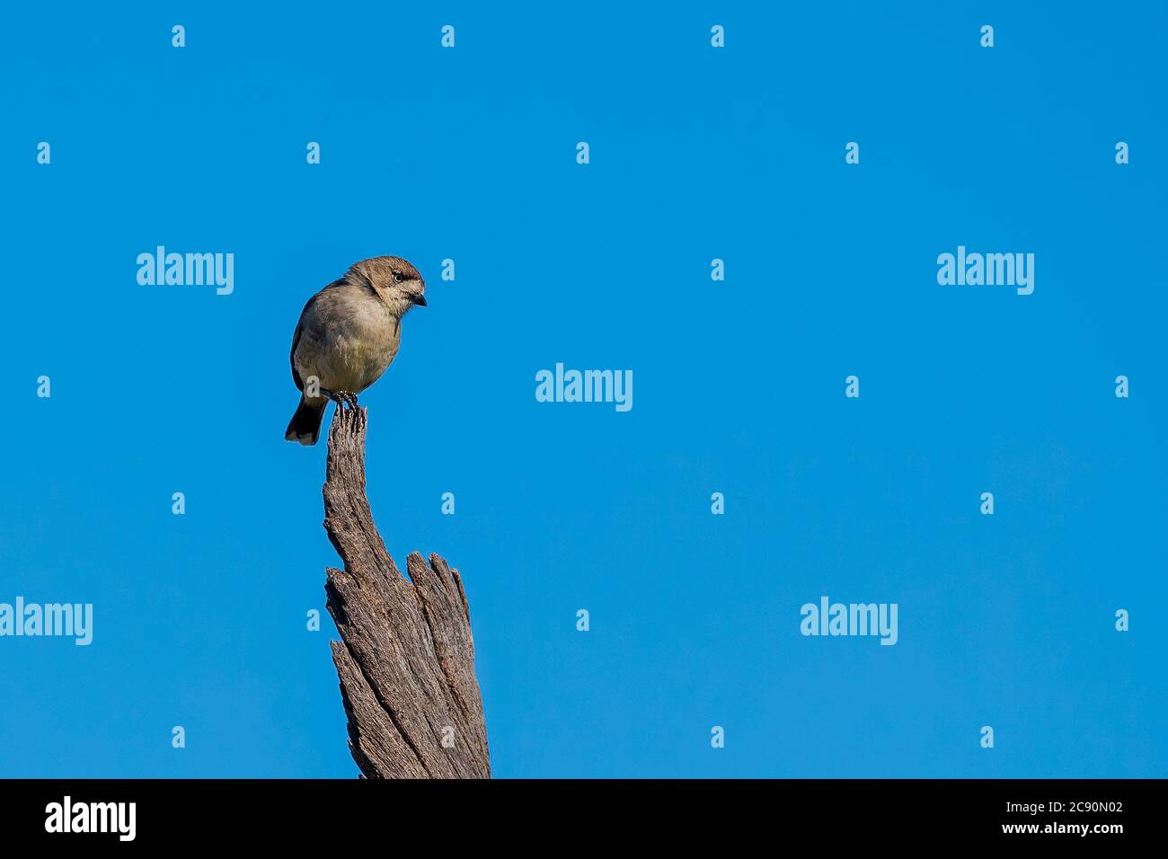 Southern Whiteface (Aphelocephala leucopsis) is a small, mostly dull ...