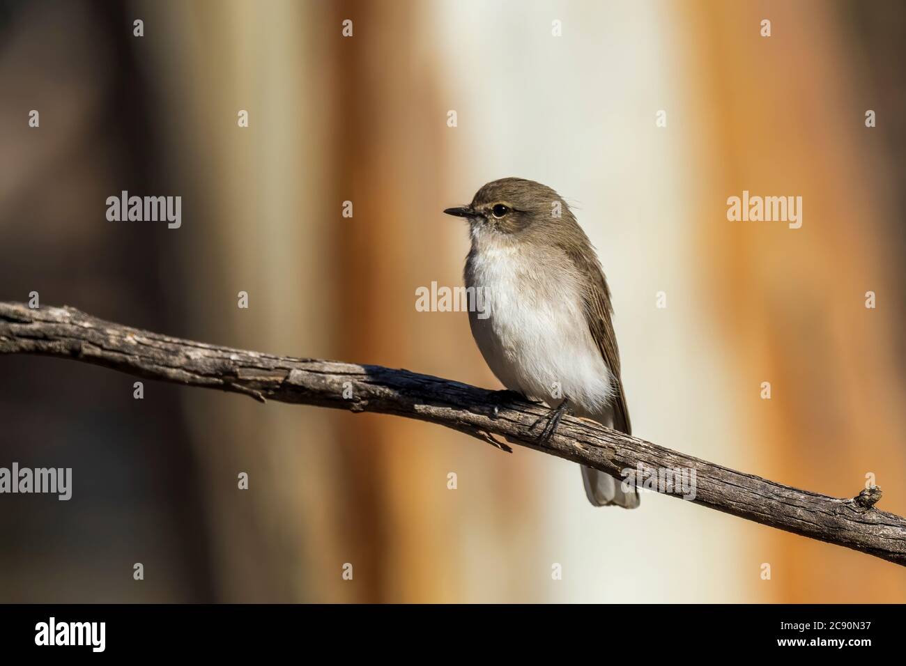 Jacky Winter (Microeca fascinans) is a small grey-brown robin with a