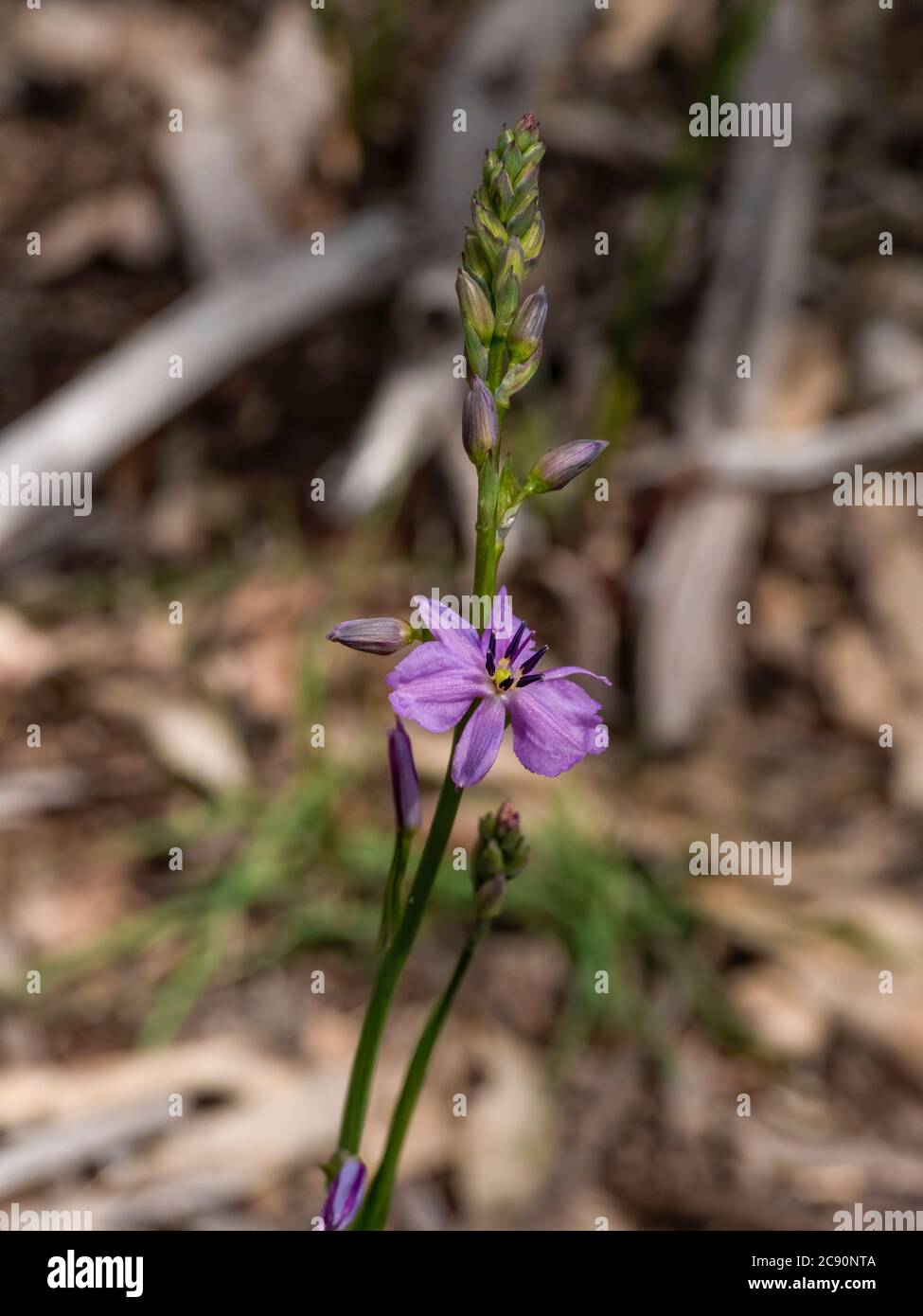 The flower of the Australian native plant known as a Chocolate Lily (Arthropodium strictum) Stock Photo