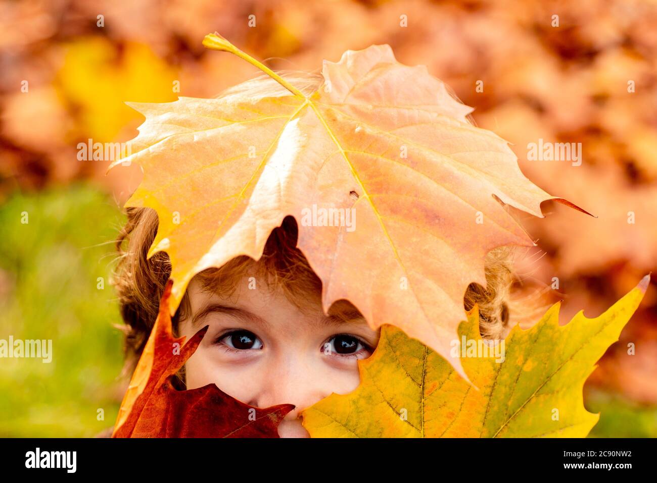 Cute child in beautiful autumn park, concept autumn. Close up portrait. Child covers his eyes with a yellow maple leaf in the autumn park. Stock Photo