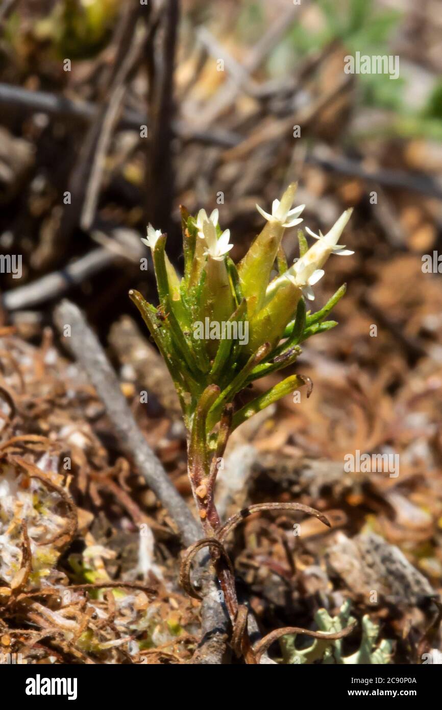 Dwarf beauty heads hi-res stock photography and images - Alamy