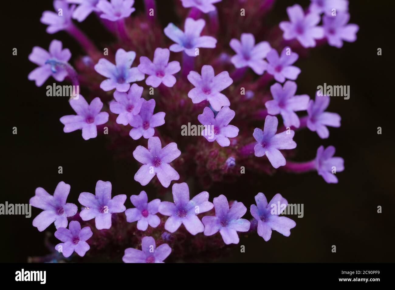 bunch of purple flowers against black background Stock Photo