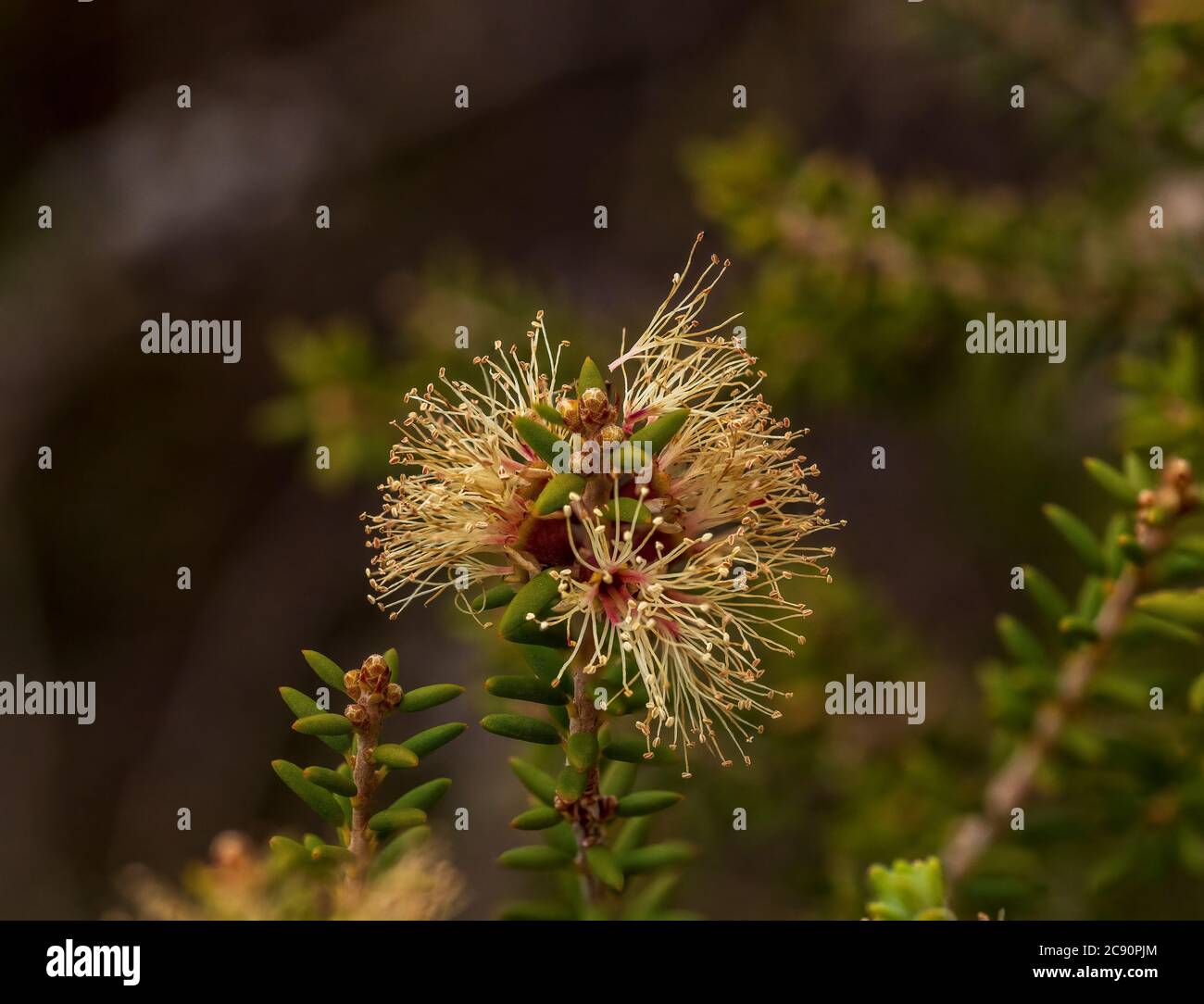 The flower of the Melaleuca tree commonly known as a Moonah (Melaleuca lanceolata) Stock Photo