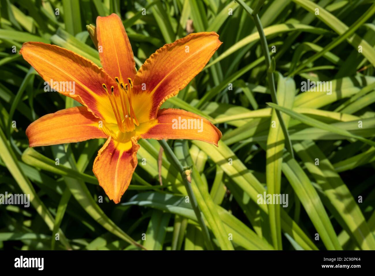 A close-up view of the flower of an orange day-lily, or tawny day-lily (Hemerocallis fulva) in full bloom in a garden, with green leaves forming a bac Stock Photo