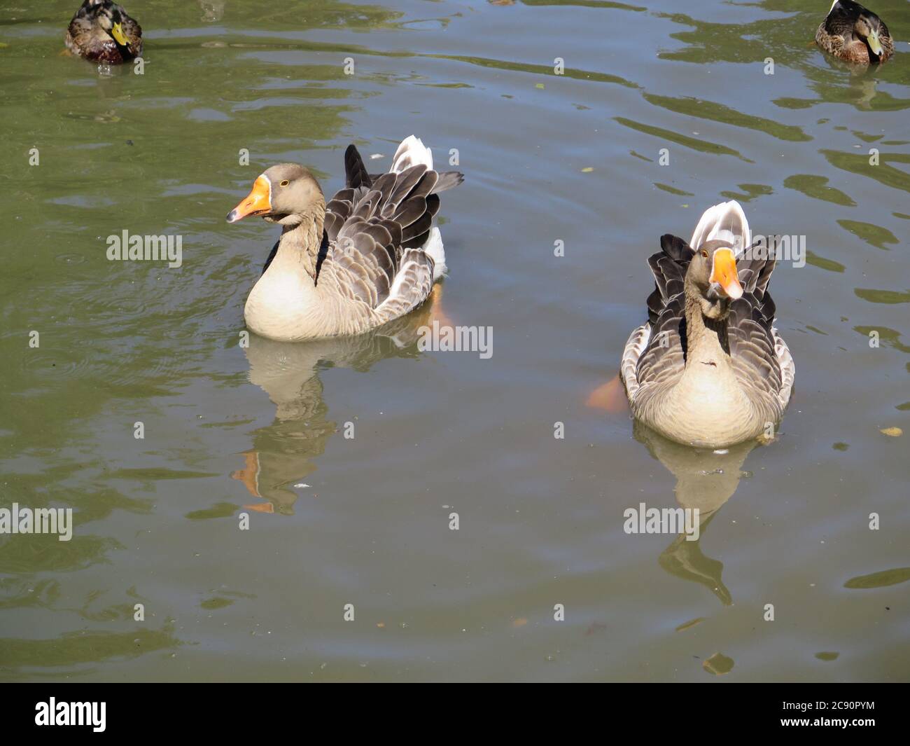 Pair of graylag geese in pond in Southern Denmark Stock Photo
