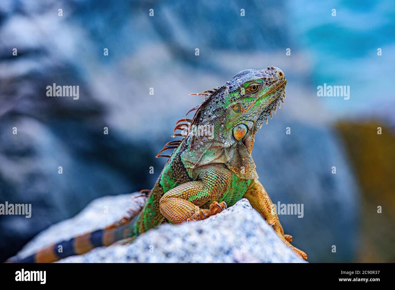 Lizard Iguana, in a cave where lizards live. Wildlife reptile in