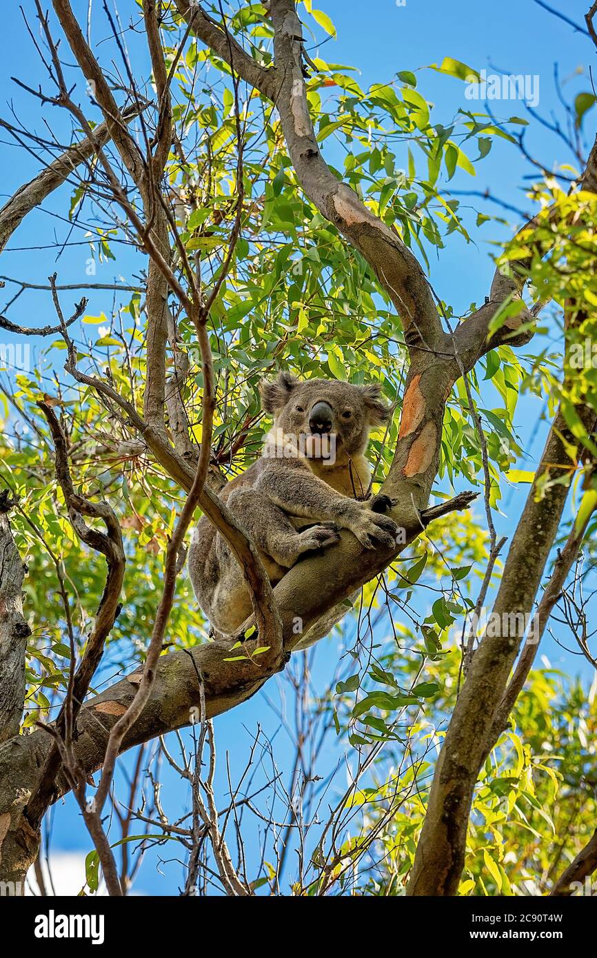 An Australian koala sitting on a branch of a gum tree looking at the humans below Stock Photo