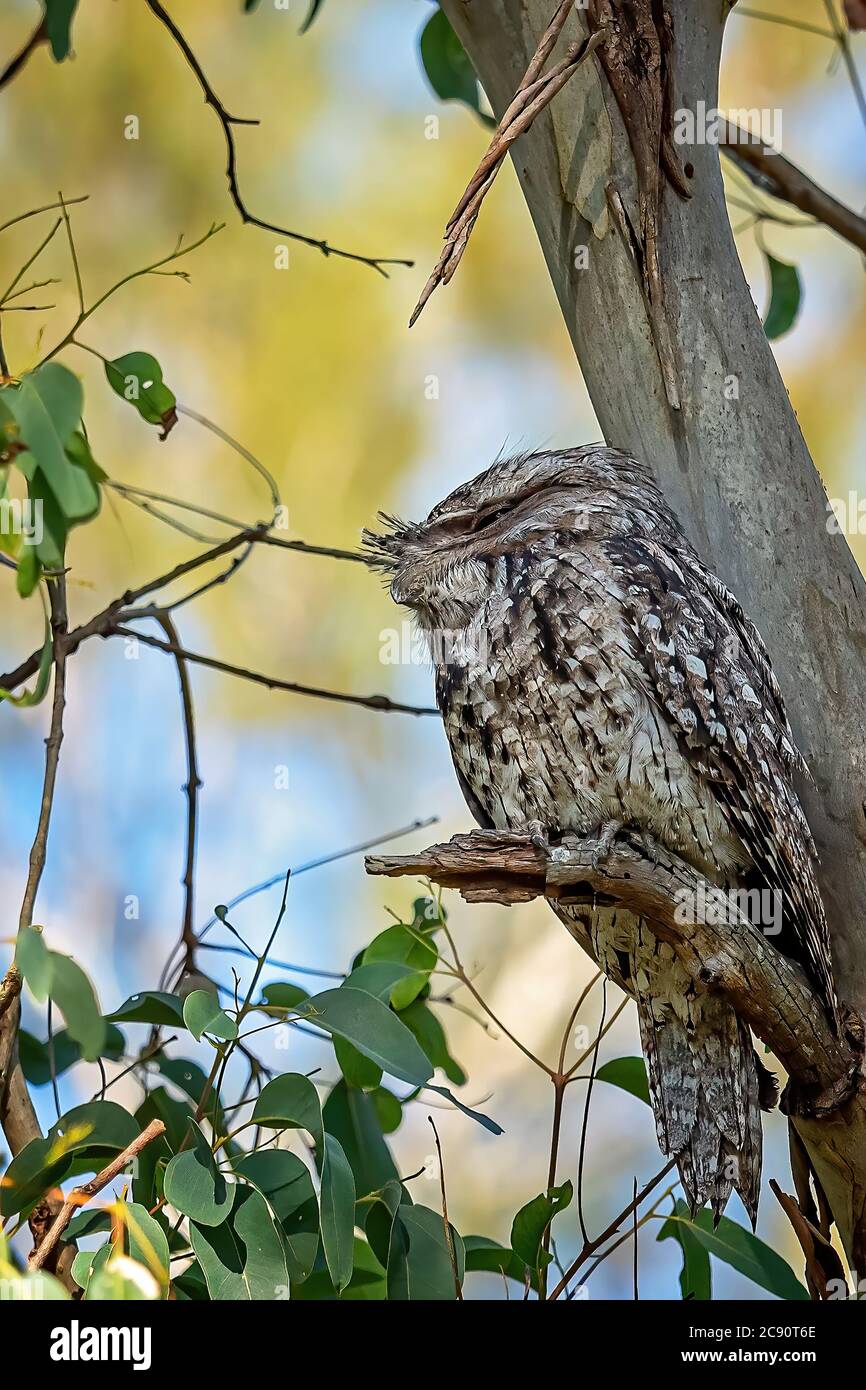 A tawny frogmouth owl sitting in a tree in the forest Stock Photo