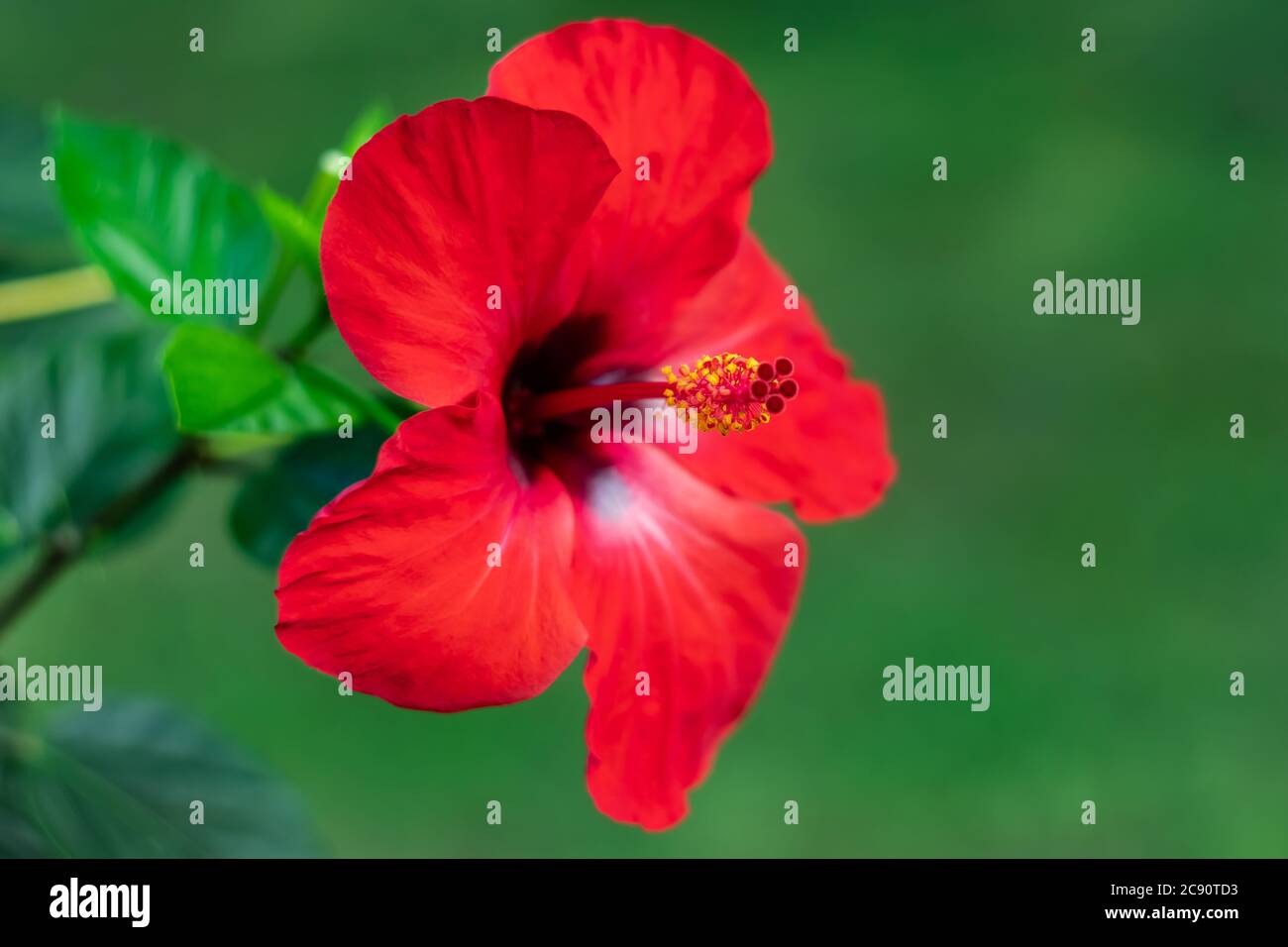 Hawaiian hibiscus rosa-sinensis, China rose, a flowering tropical plant of the family Malvaceae. Nature background. Bright floral wallpaper, red flowe Stock Photo