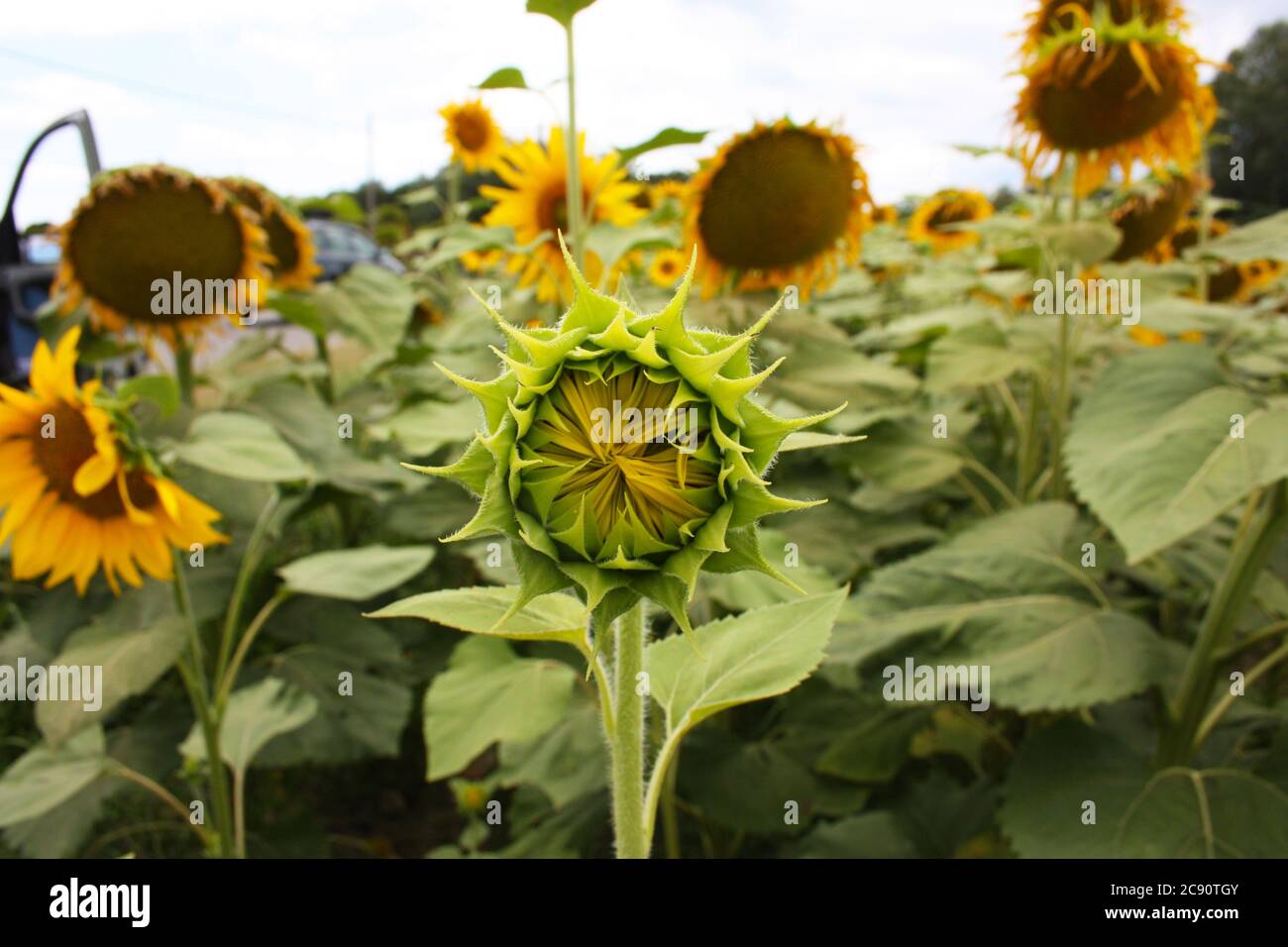still small sunflower closed and green in the middle of a field of flowers in tuscany Stock Photo