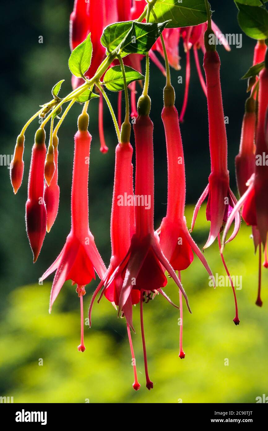 Hanging plants hardy fuchsia fuchsias 'Trumpeter' Stock Photo