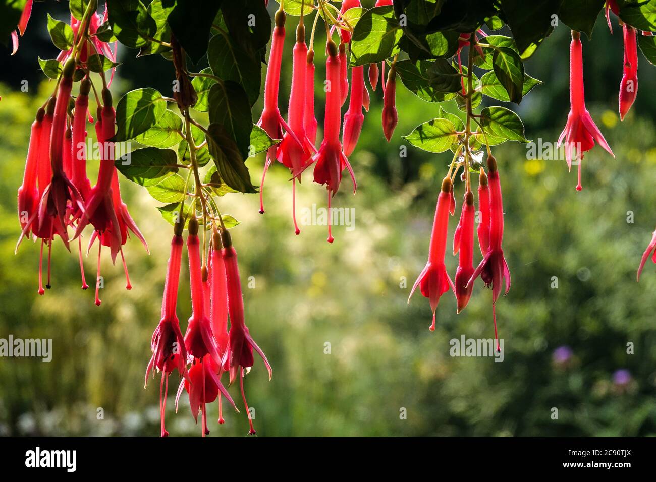 Red hanging flowers beautiful hanging plant  for summer garden fuchsias Stock Photo