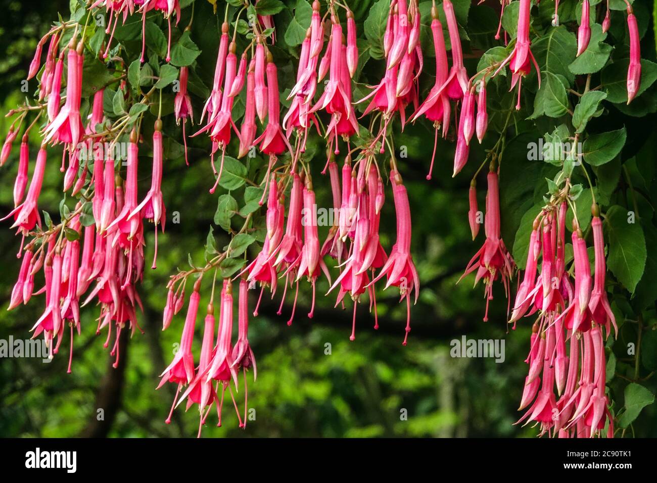 Hanging plant hardy fuchsia pink trumpet flowers Stock Photo