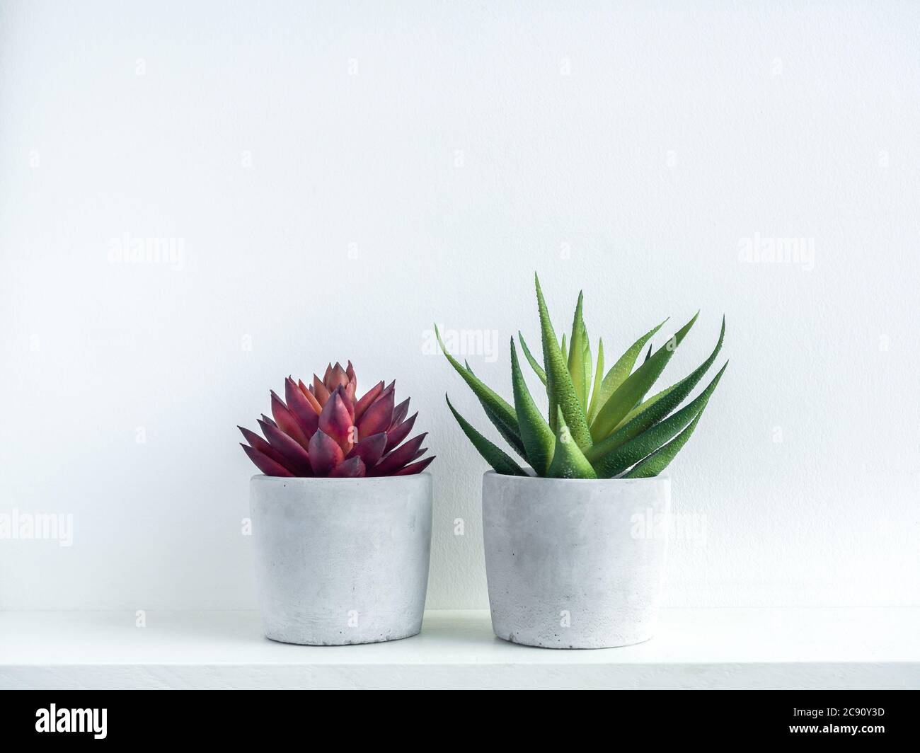 Red and green succulent plants in modern geometric cement planters on white wood shelf on white background. Concrete pots, round shape. Stock Photo