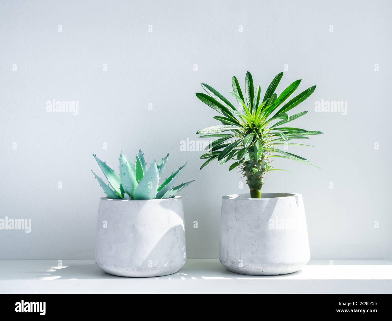 Madagascar palm cactus and green aloe vera succulent plant in modern geometric cement planter on white wood shelf on white background. Concrete pot. Stock Photo