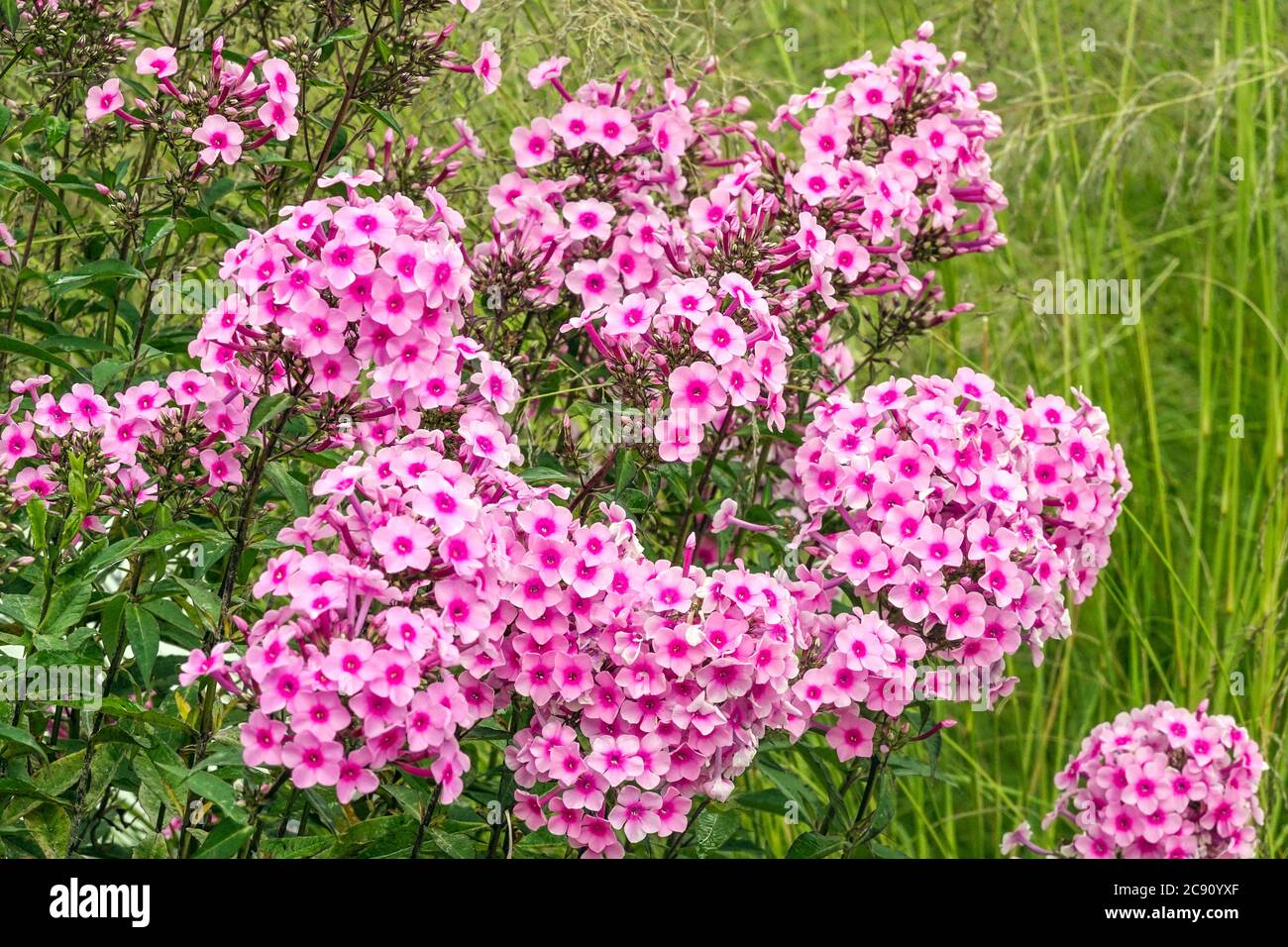 Garden Phlox paniculata Miss Pepper Stock Photo