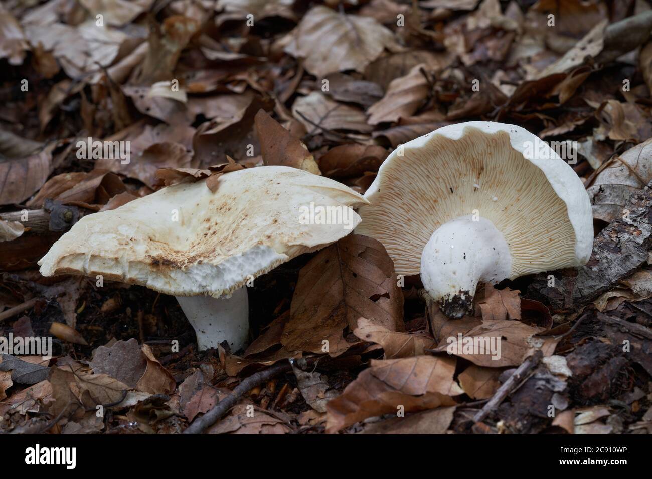 Edible mushroom Lactifluus piperatus in the beech forest. Known as Peppery Milkcap. White mushroom growing in the leaves. Stock Photo