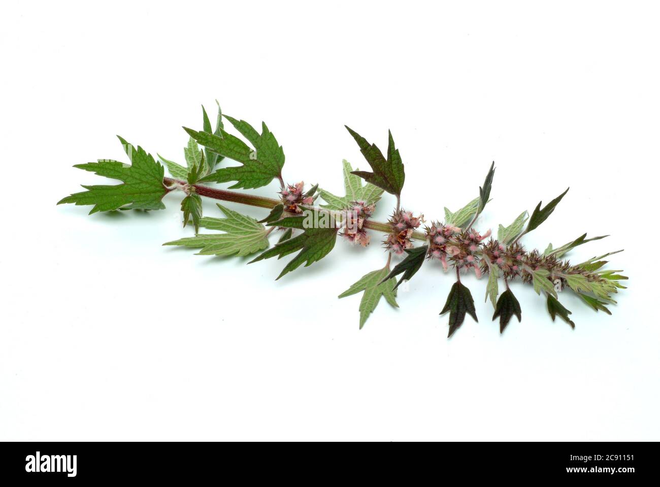 Motherwort, Leonurus cardiaca, lions tail or heart clamping herb. Drug extracts are used for nervous heart complaints and for the treatment of hyperth Stock Photo