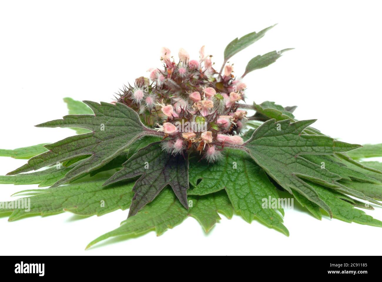 Motherwort, Leonurus cardiaca, lions tail or heart clamping herb. Drug extracts are used for nervous heart complaints and for the treatment of hyperth Stock Photo