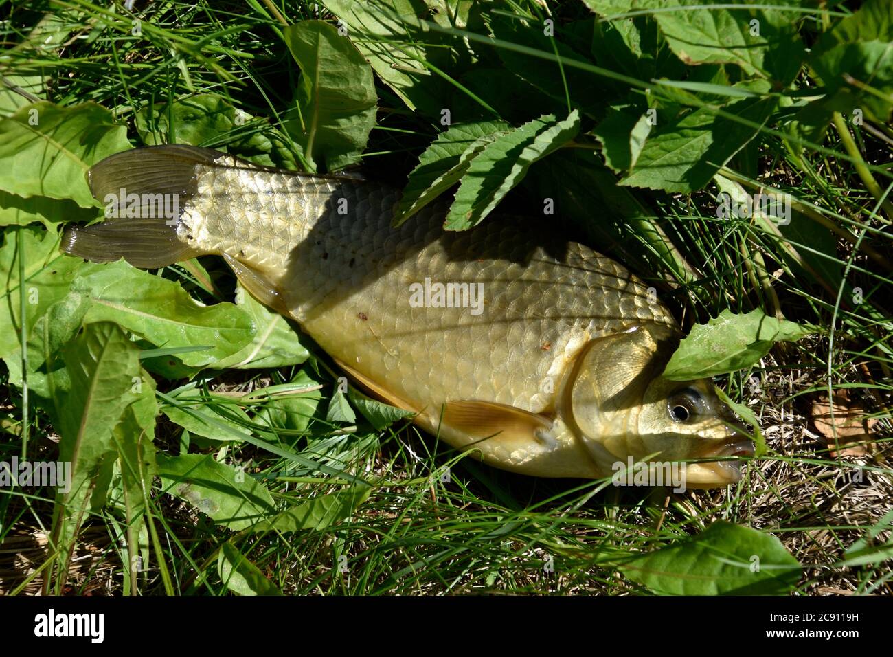 Alive fish out of water, crucian carp. Stock Photo