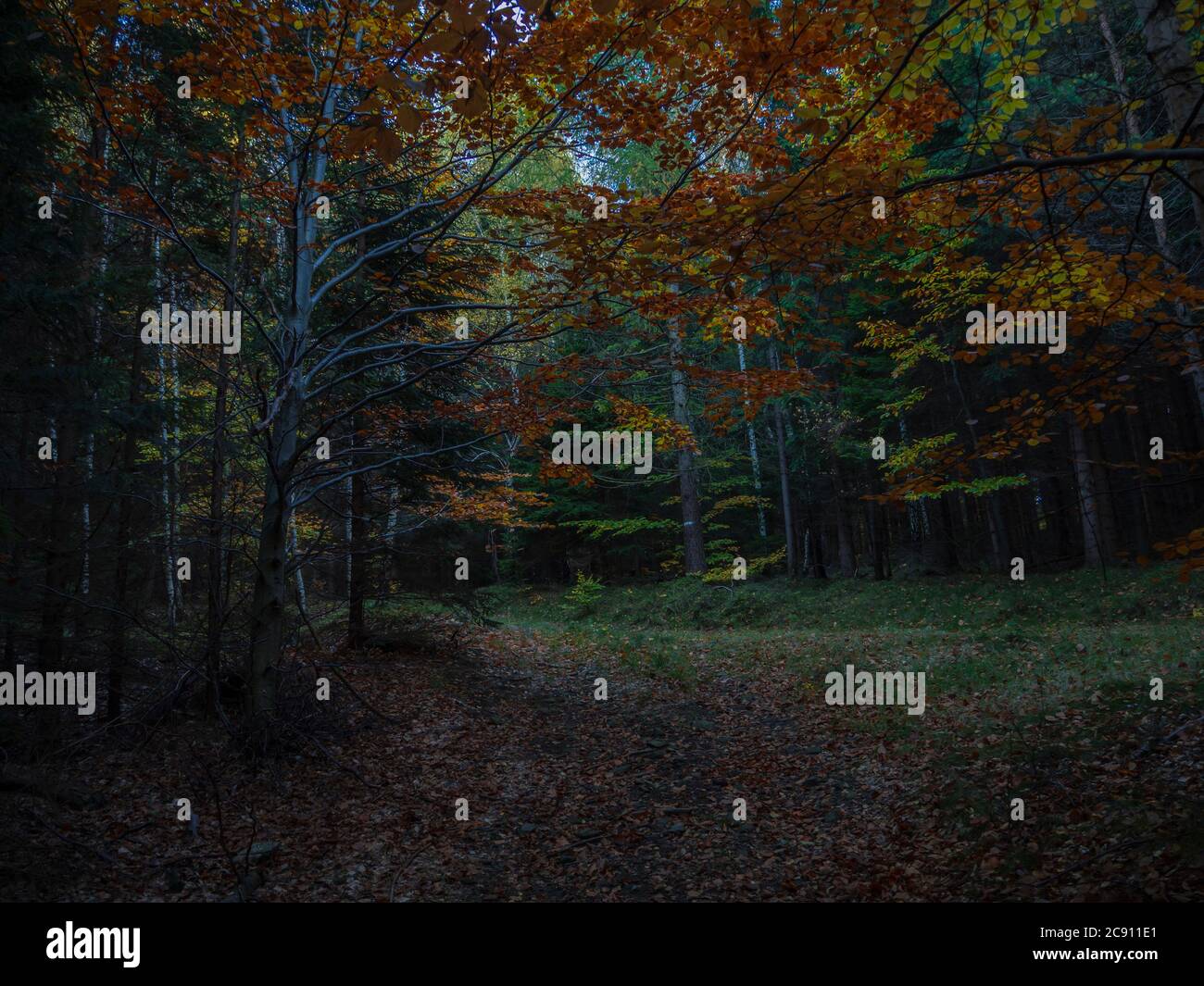 Mysterious Autumn Forest Road In The Dusk Dim Light With Orange Beech Tree Stock Photo Alamy