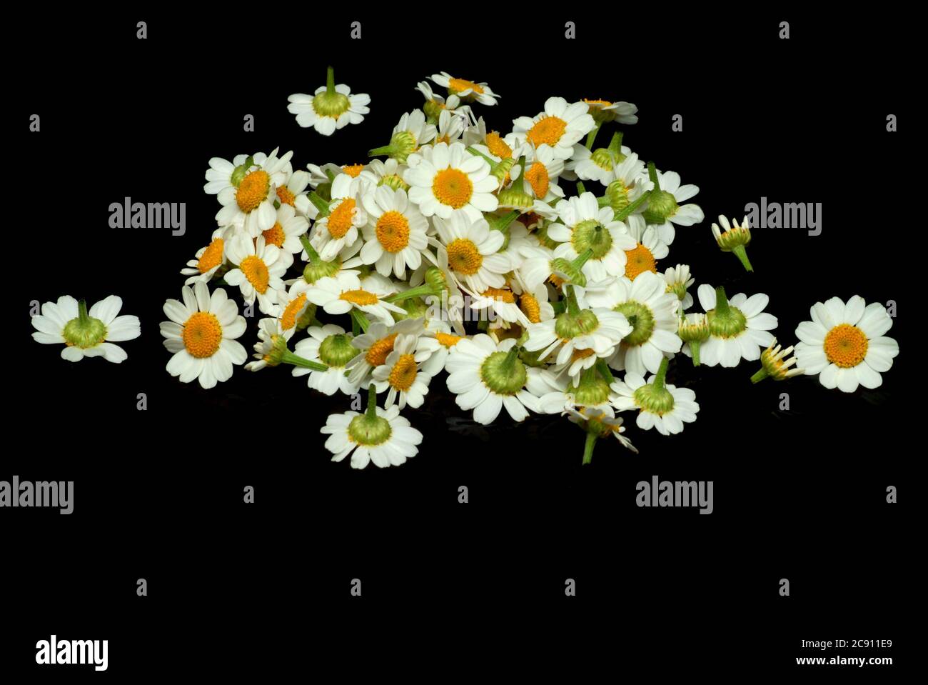 Feverfew, Tanacetum parthenium, Syn .: Chrysanthemum parthenium. Other common names are false chamomile, ornamental chamomile and Feverfew. Feverfew h Stock Photo