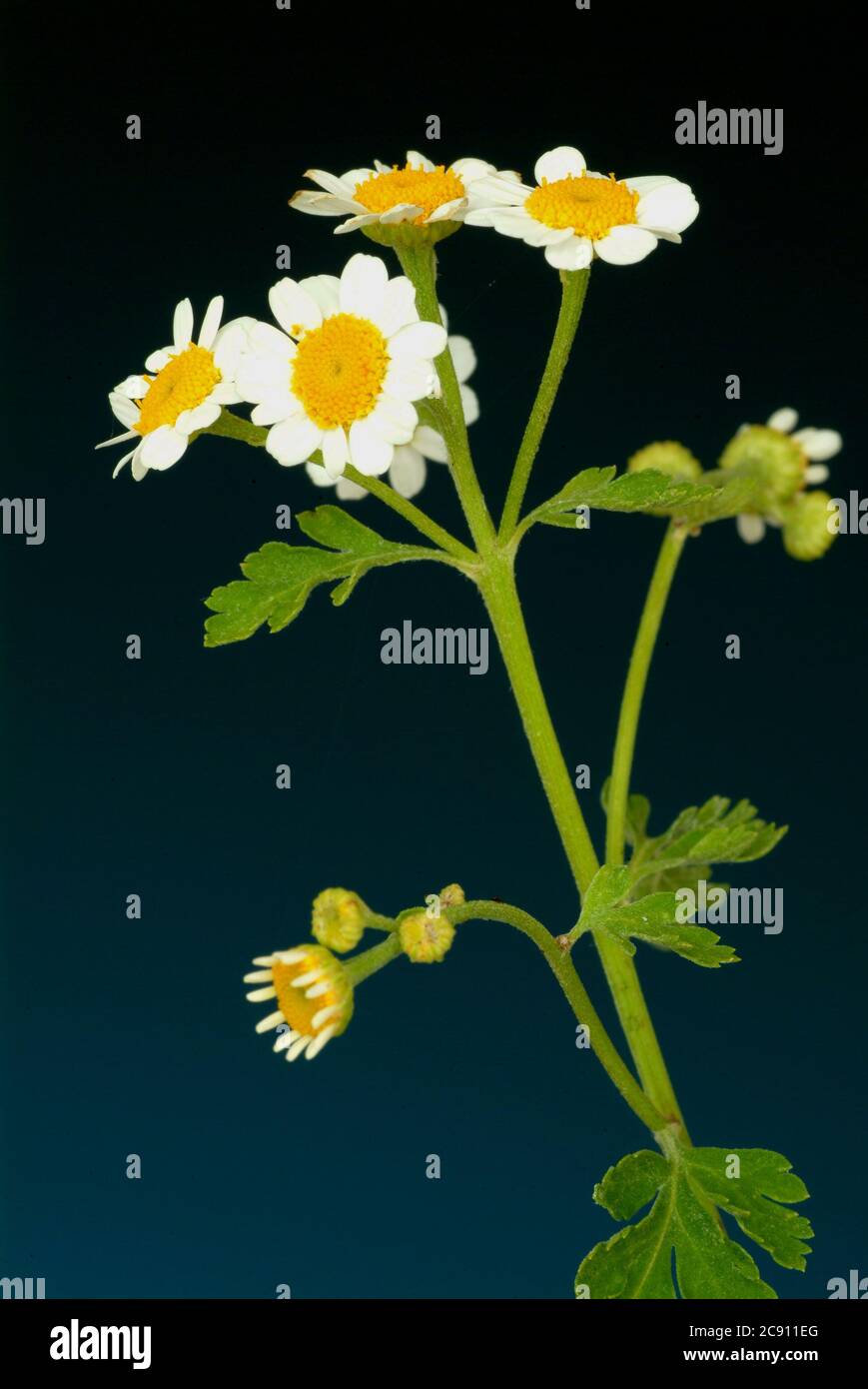 Feverfew, Tanacetum parthenium, Syn .: Chrysanthemum parthenium. Other common names are false chamomile, ornamental chamomile and Feverfew. Feverfew h Stock Photo