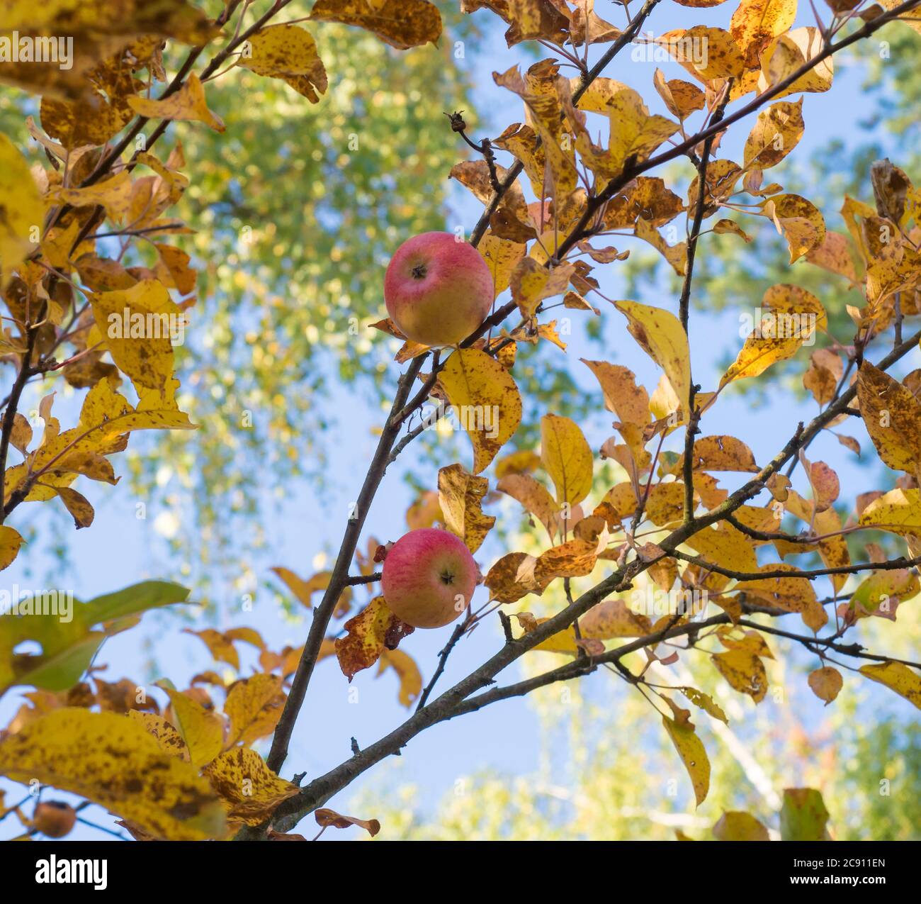 Ripe red apples close-up hanging on the branches of an Apple tree in ...