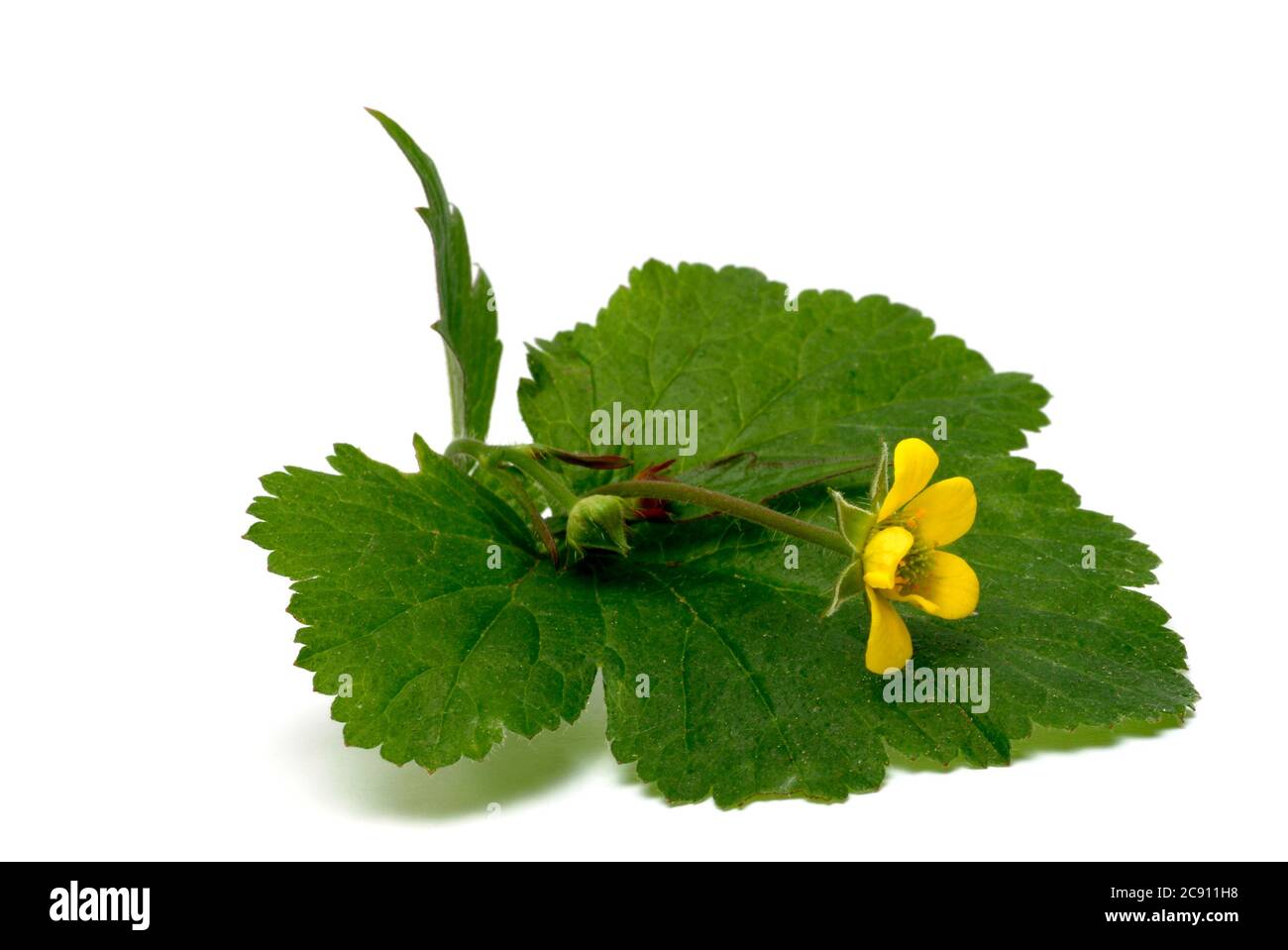 Bloodroot, Potentilla erecta, even Dilledapp, Durmentill, snake root, Rotwurz, dysentery Wurz, seven fingers or Tormentill. Bloodroot has astringent, Stock Photo