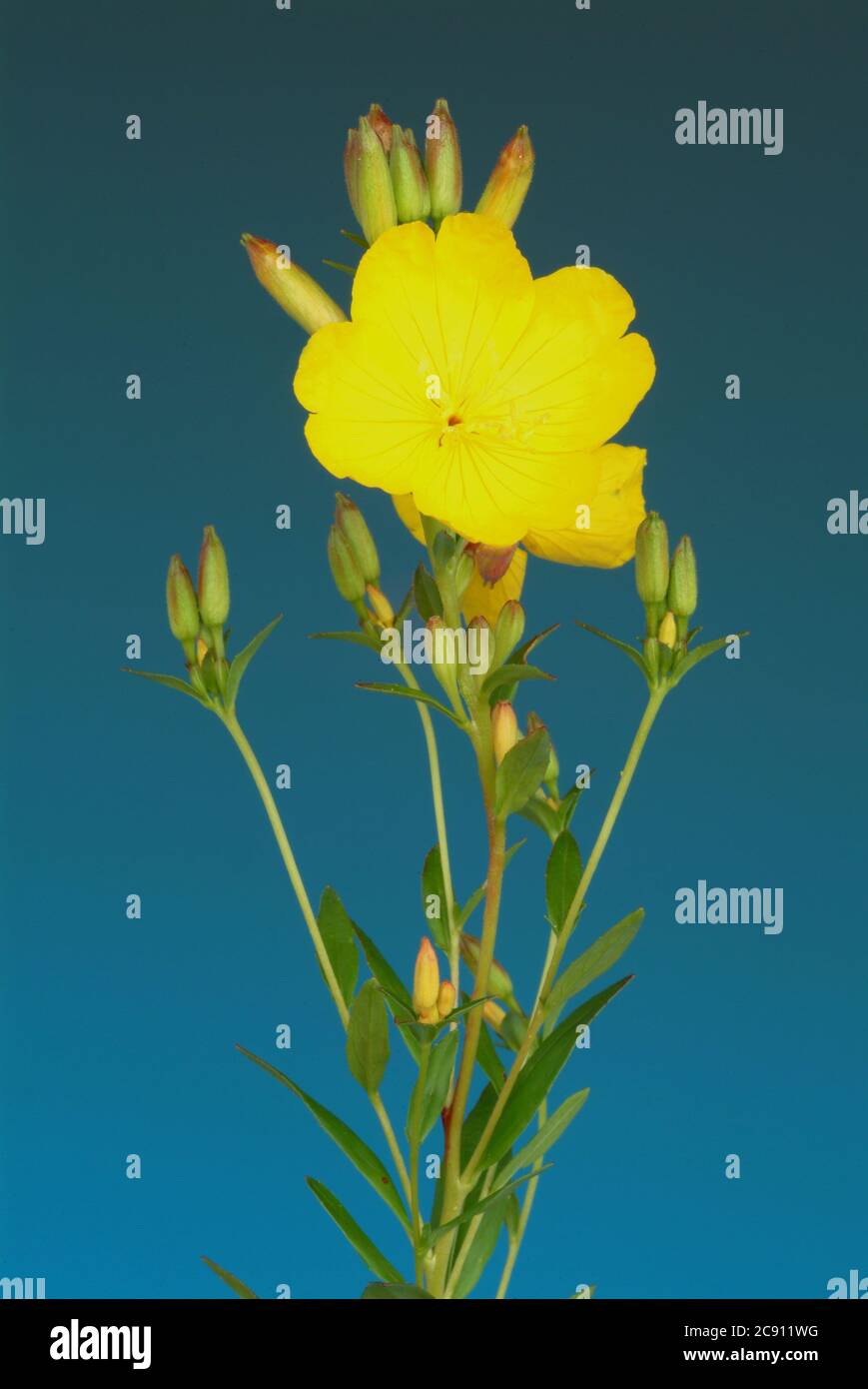 Common evening primrose, Oenothera biennis.Heilpflanze. oil plant. Applications: eczema, atopic dermatitis, diabetic neuropathy, Mastodynia  /  , Geme Stock Photo