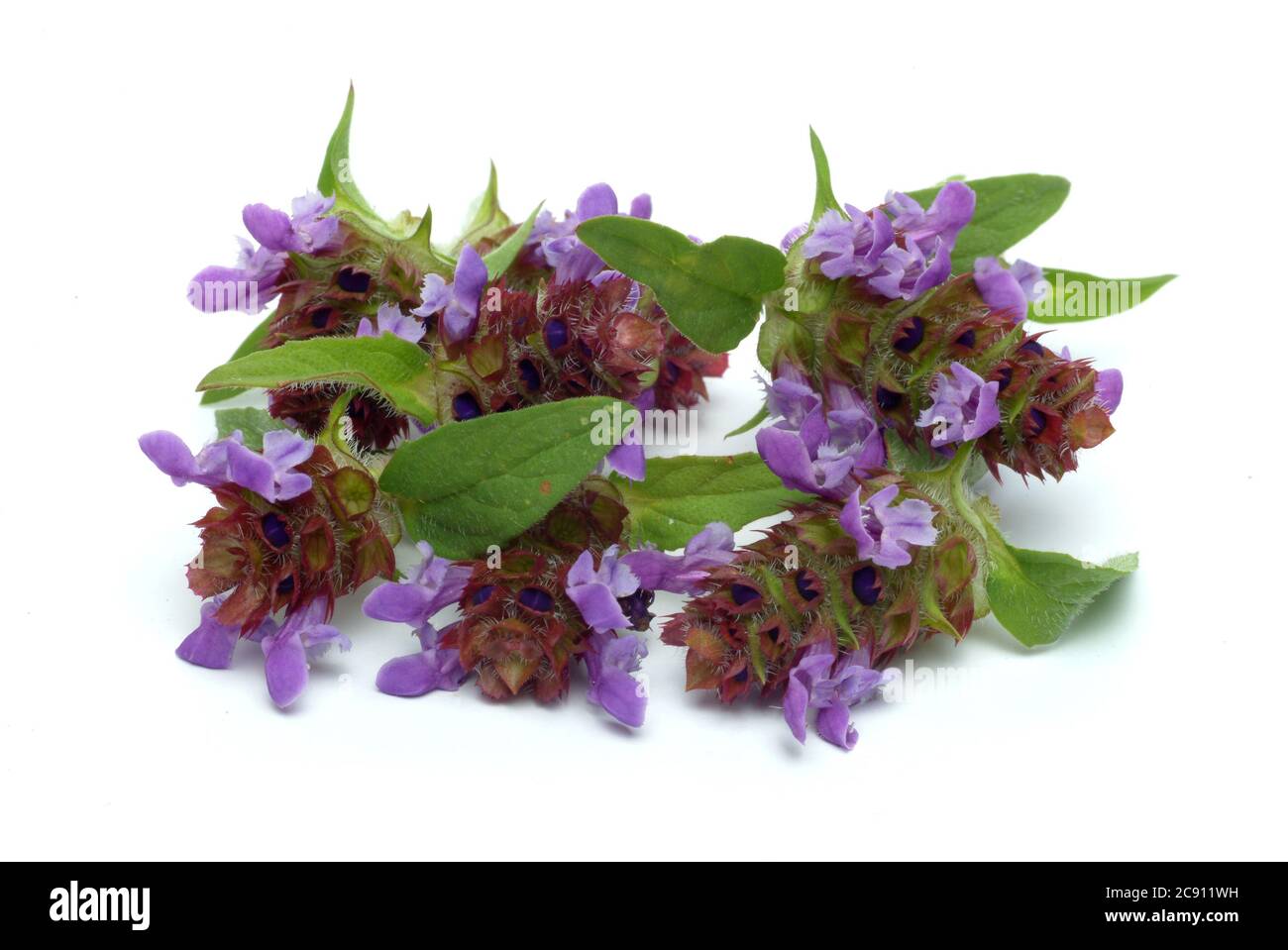 Small Braunelle even Brunelle, Prunella vulgaris. Medicinal plant: its ...