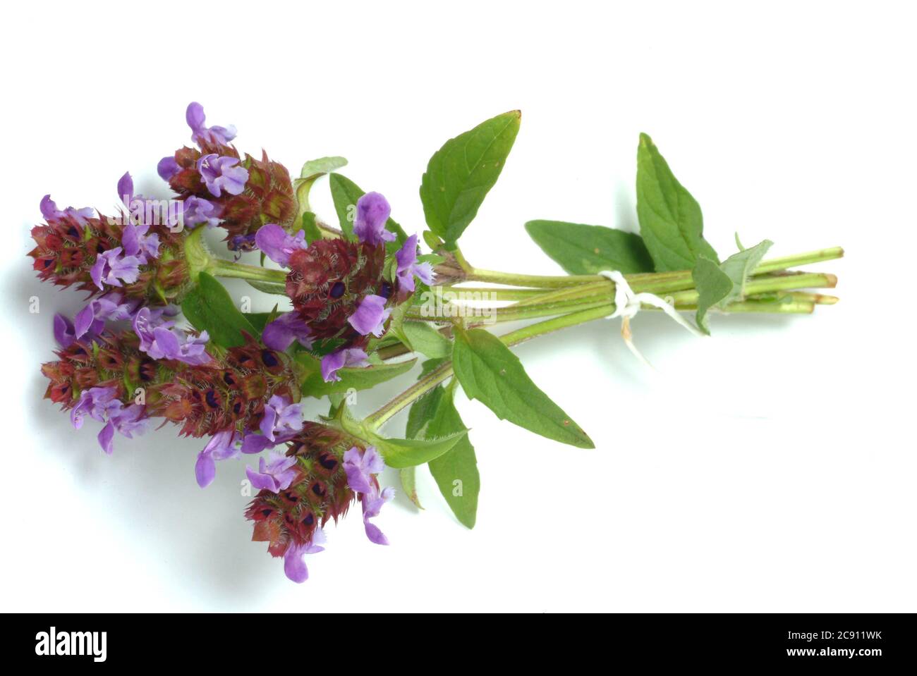 Small Braunelle even Brunelle, Prunella vulgaris. Medicinal plant: its ...