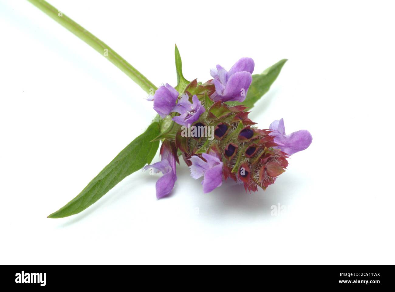 Small Braunelle even Brunelle, Prunella vulgaris. Medicinal plant: its ...
