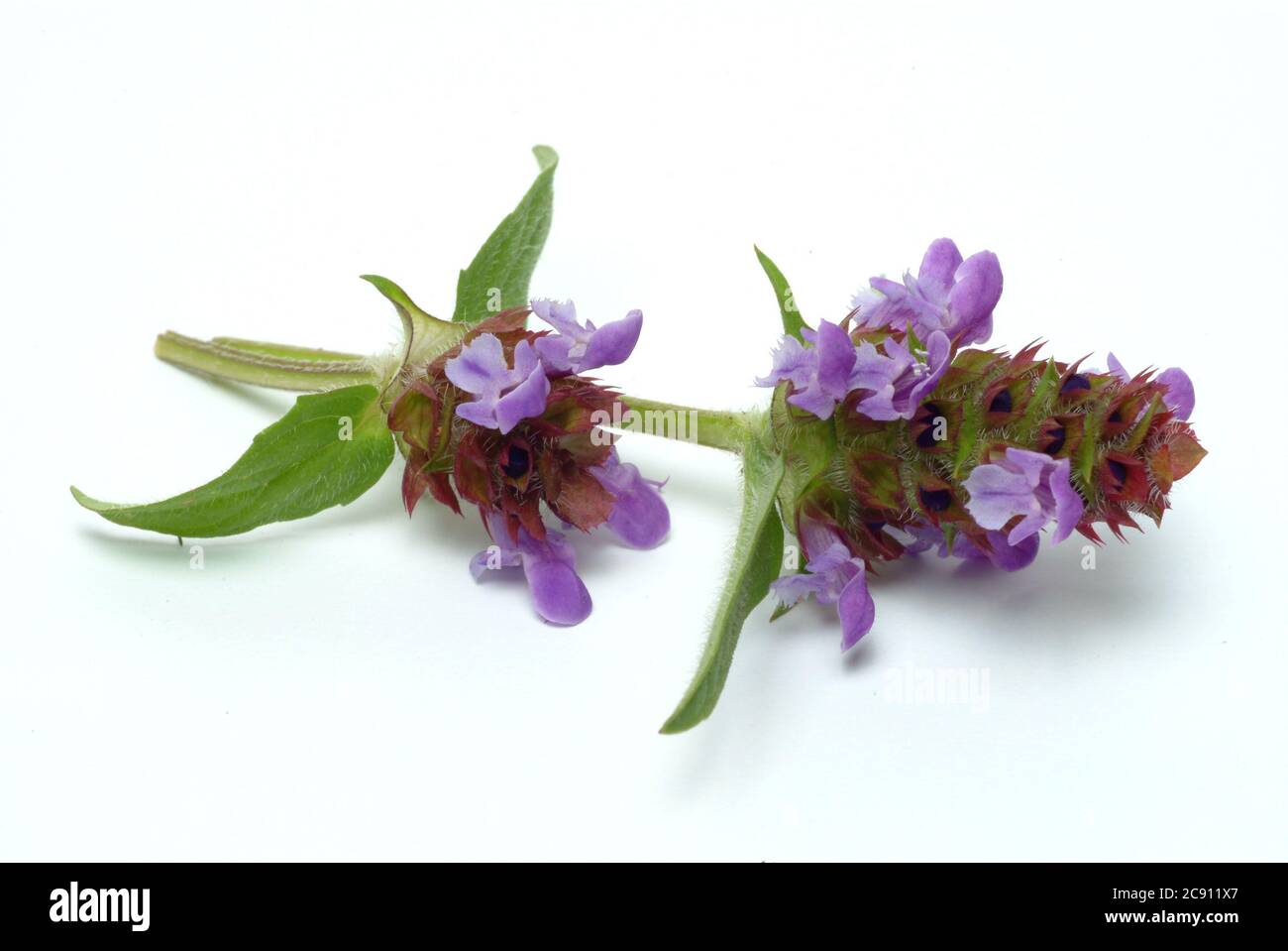 Small Braunelle even Brunelle, Prunella vulgaris. Medicinal plant: its ...